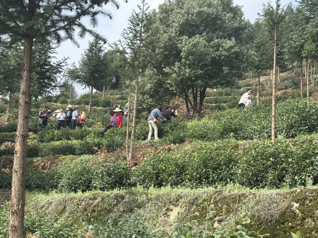 左采茶